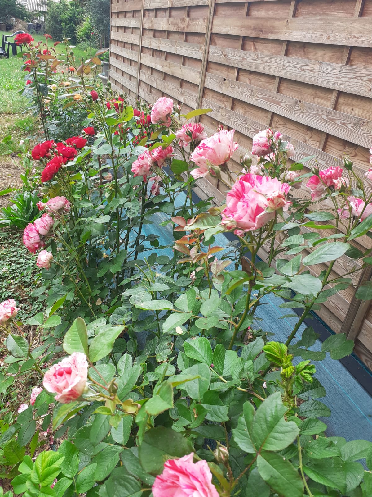 A garden area is depicted with a row of blooming rose bushes. The roses feature varying shades of pink and red, surrounded by lush green foliage. A wooden fence forms the backdrop, contributing to the tranquil and natural setting.