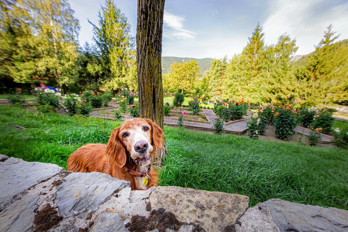 A friendly brown dog is positioned in the foreground, framed by lush green grass. Behind, a serene garden is visible, characterized by neatly arranged flower beds and tall trees. The landscape features a gentle slope leading to distant mountains under a clear blue sky.