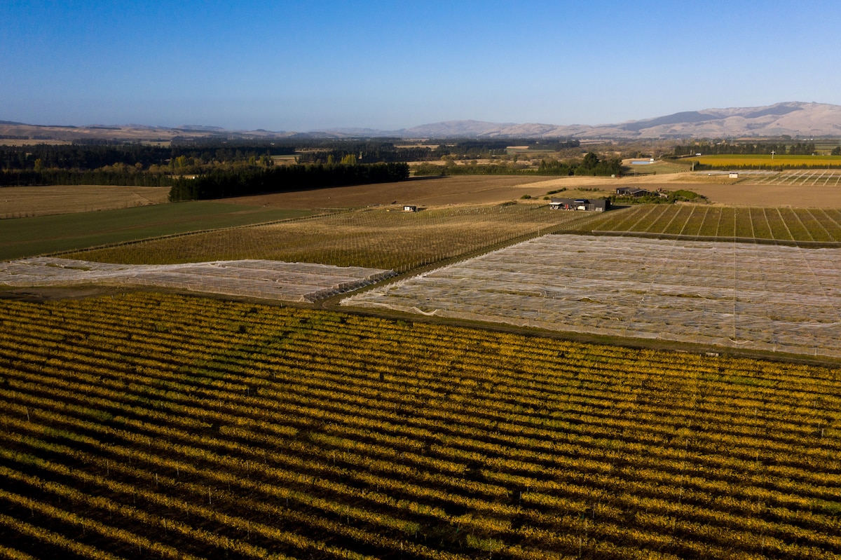 An aerial view of the vineyard displays neatly arranged rows of grapevines stretching across the landscape. The fields are bordered by gentle hills in the distance, with patches of farmland and a distant building evident, surrounded by a clear blue sky.