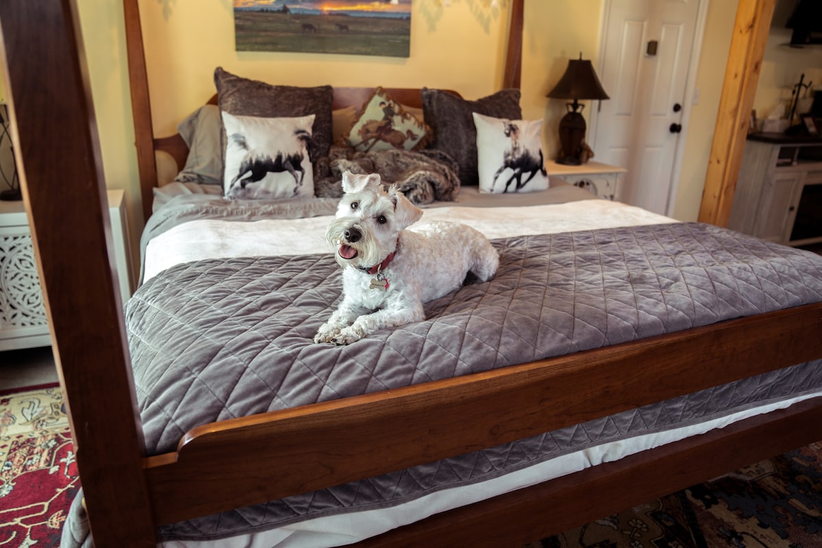 A spacious bed with a wooden frame is centered in the room, adorned with decorative pillows featuring animal motifs. A small dog relaxes on the bedspread, while warm light fills the space, highlighting the inviting atmosphere.