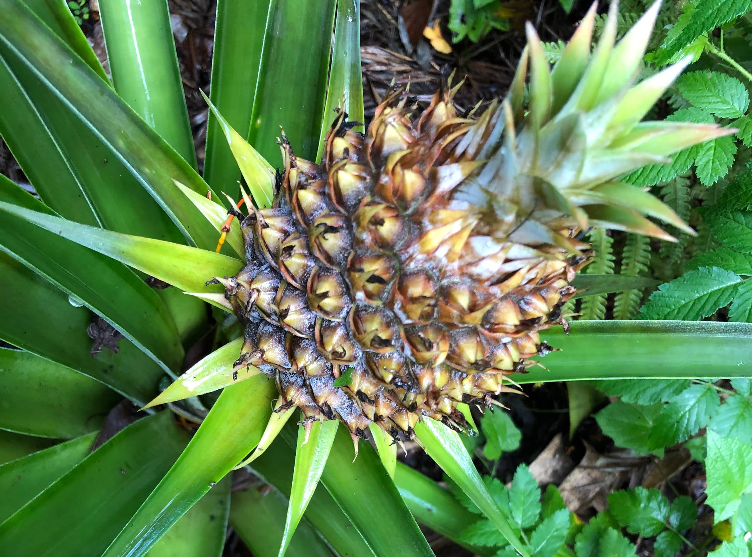 Maliko Retreat - Image 21