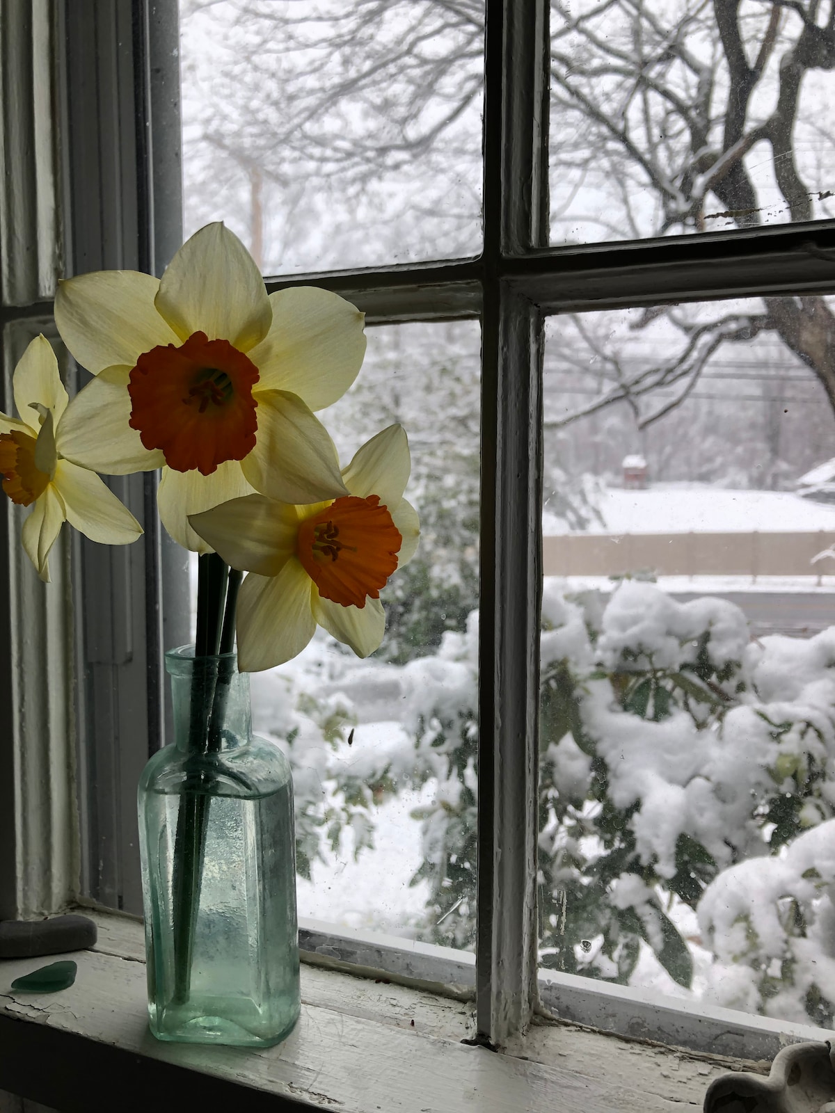 A vase holding vibrant daffodils with yellow petals and orange centers is positioned on a windowsill. Snow blankets the outdoors, visible through the window, creating a serene winter landscape.
