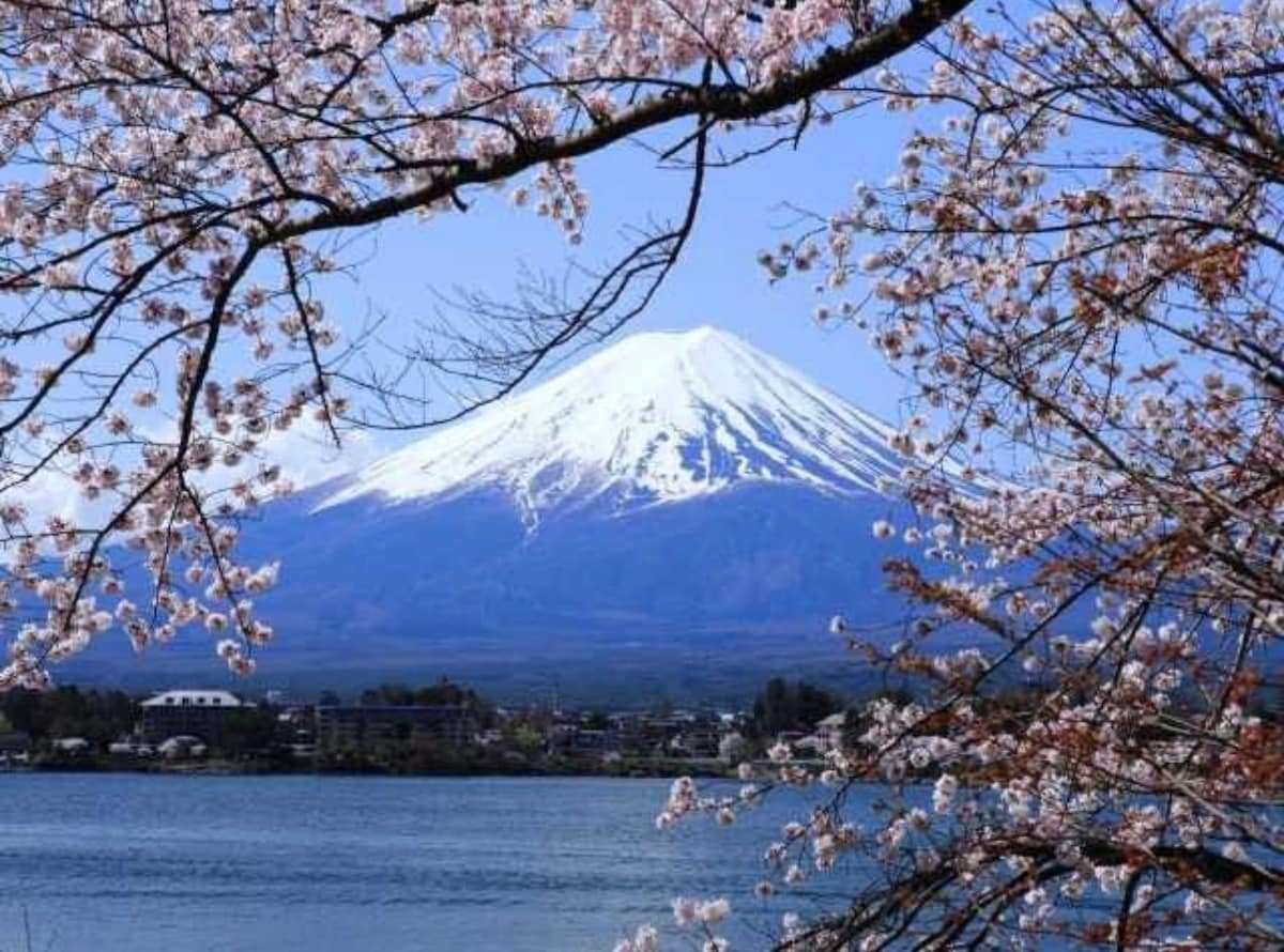 Mount Fuji is prominently displayed, surrounded by blooming cherry blossom branches. The serene lake reflects the mountain's grandeur, creating a picturesque scene. Clear blue skies enhance the visual appeal, offering a tranquil atmosphere ideal for relaxation.