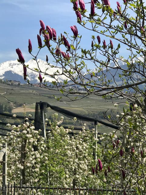 Top Airbnb: Apartment with sunny balcony & 🏔 panoramic views in Algund