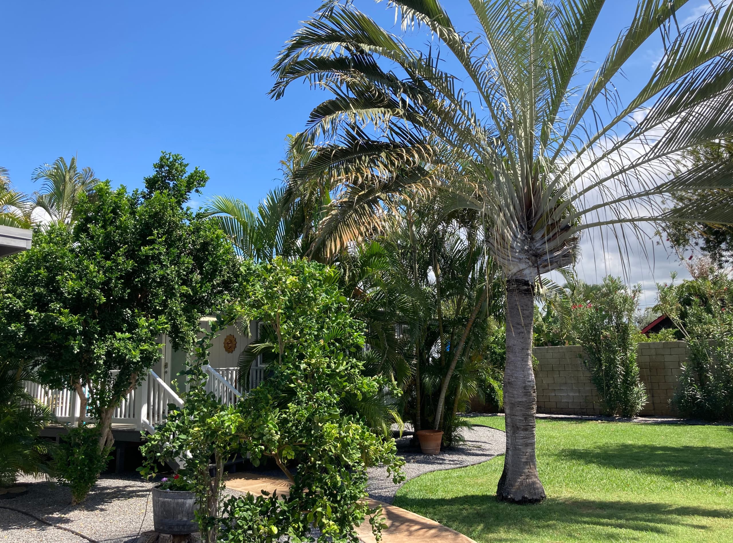 Cozy Beach Cottage, Kihei - One Block to the Beach - Image 25