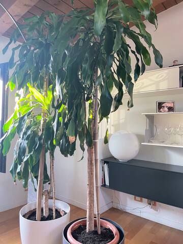 Luxury top floor in porta Venezia gallery image 2