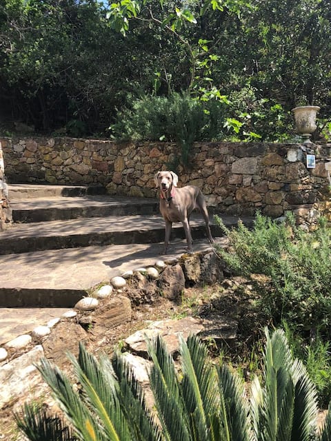 In the countryside near the sea, pets OK, ferry discount