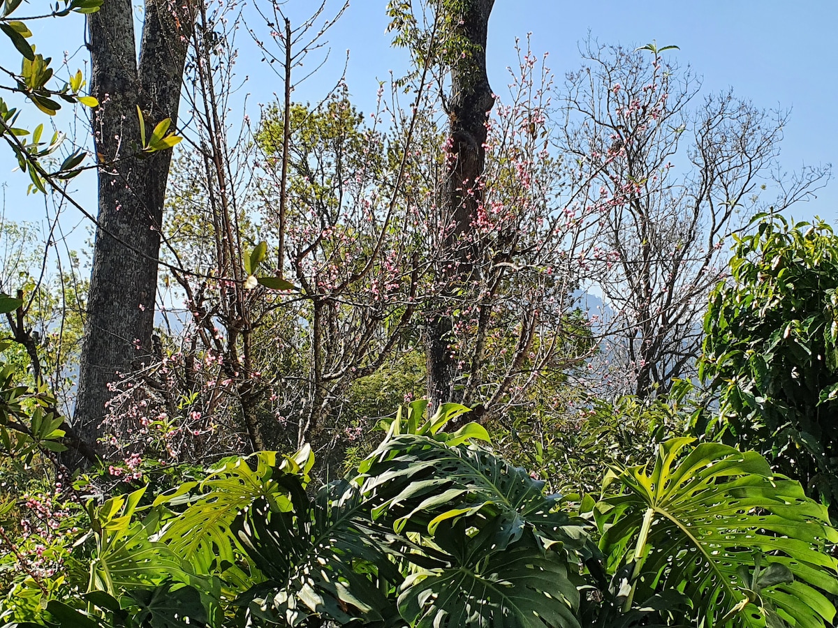 Lush greenery is featured prominently, with large leaves in the foreground. In the background, delicate pink blossoms adorn trees, indicating a vibrant garden atmosphere. The sky is bright and clear, enhancing the natural setting while distant mountains are faintly visible.