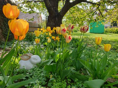 Alsatian house in city center with 180 m2 garden