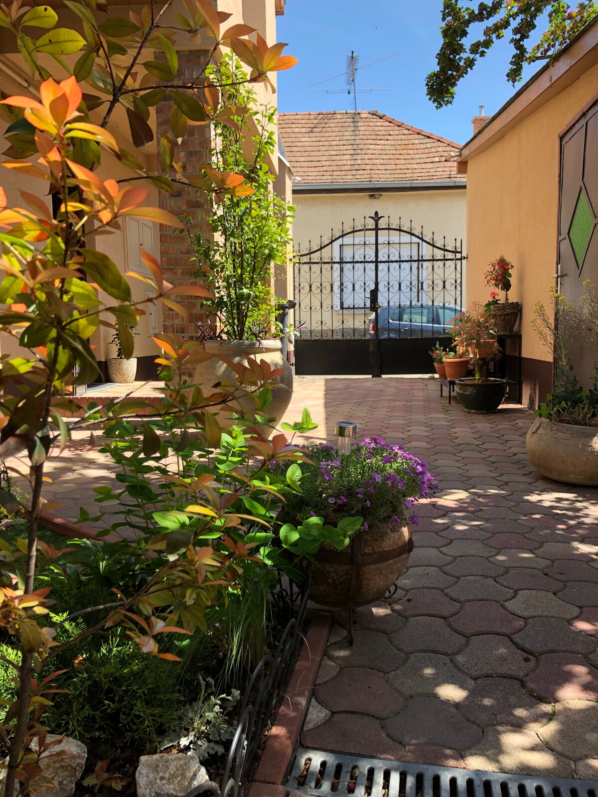 A peaceful garden path is lined with various potted plants and flowers, including vibrant purple blooms. A wrought iron gate is visible in the background, leading to a driveway. Sunlight filters through the greenery, creating a serene atmosphere.