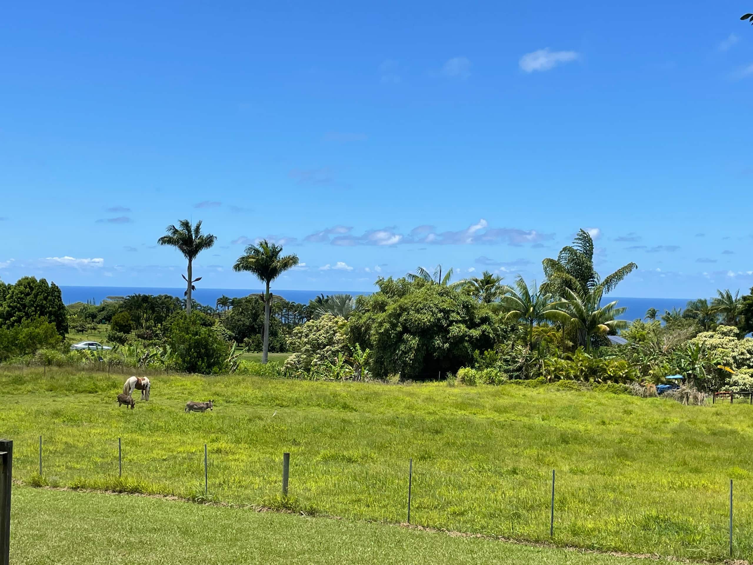 3-Bedroom Home w Ocean Views & Renovated Kitchen - Photo 19