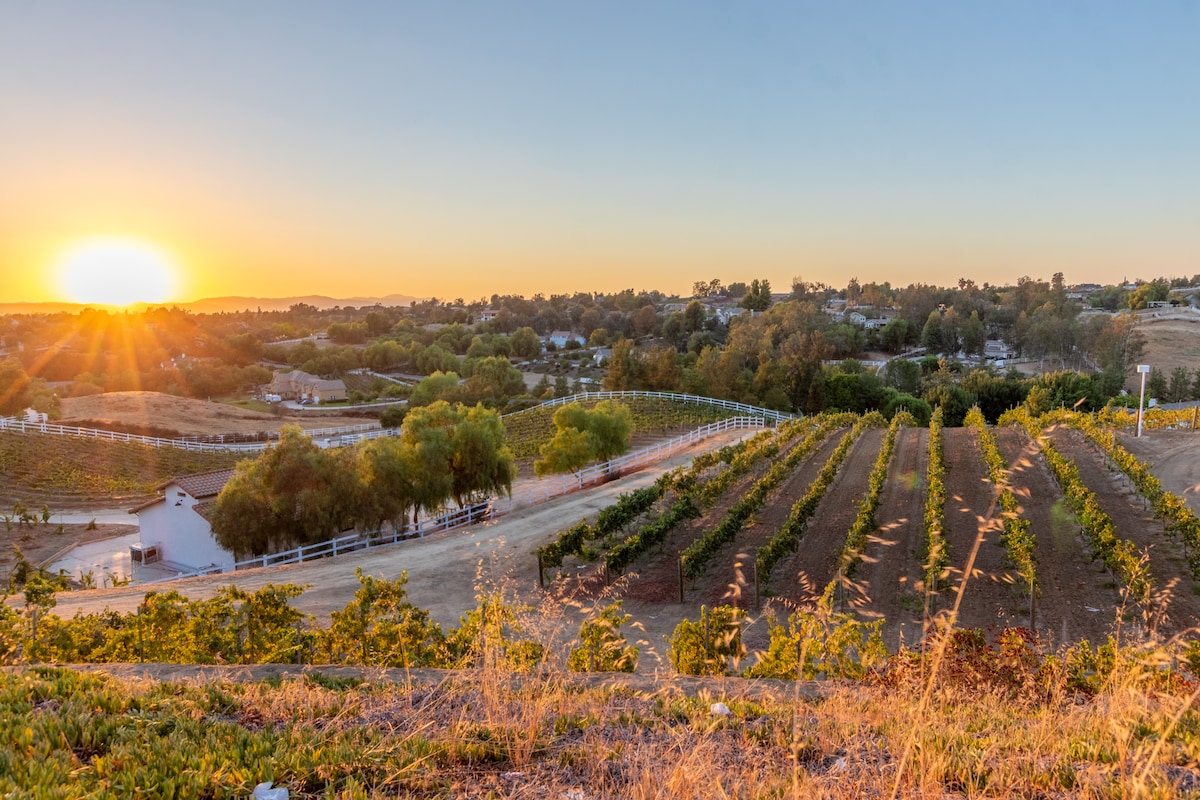 A sweeping view of a vineyard landscape is captured during sunset, with rolling hills and rows of grapevines illuminated by golden light. A serene atmosphere is created as the sun descends, highlighting the lush greenery and distant residential properties.