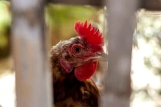 A close-up captures the head of a chicken, featuring its distinctive red comb and wattles. The chicken's feathers exhibit a subtle brown color, while the background appears blurred, suggesting a natural, outdoor environment.
