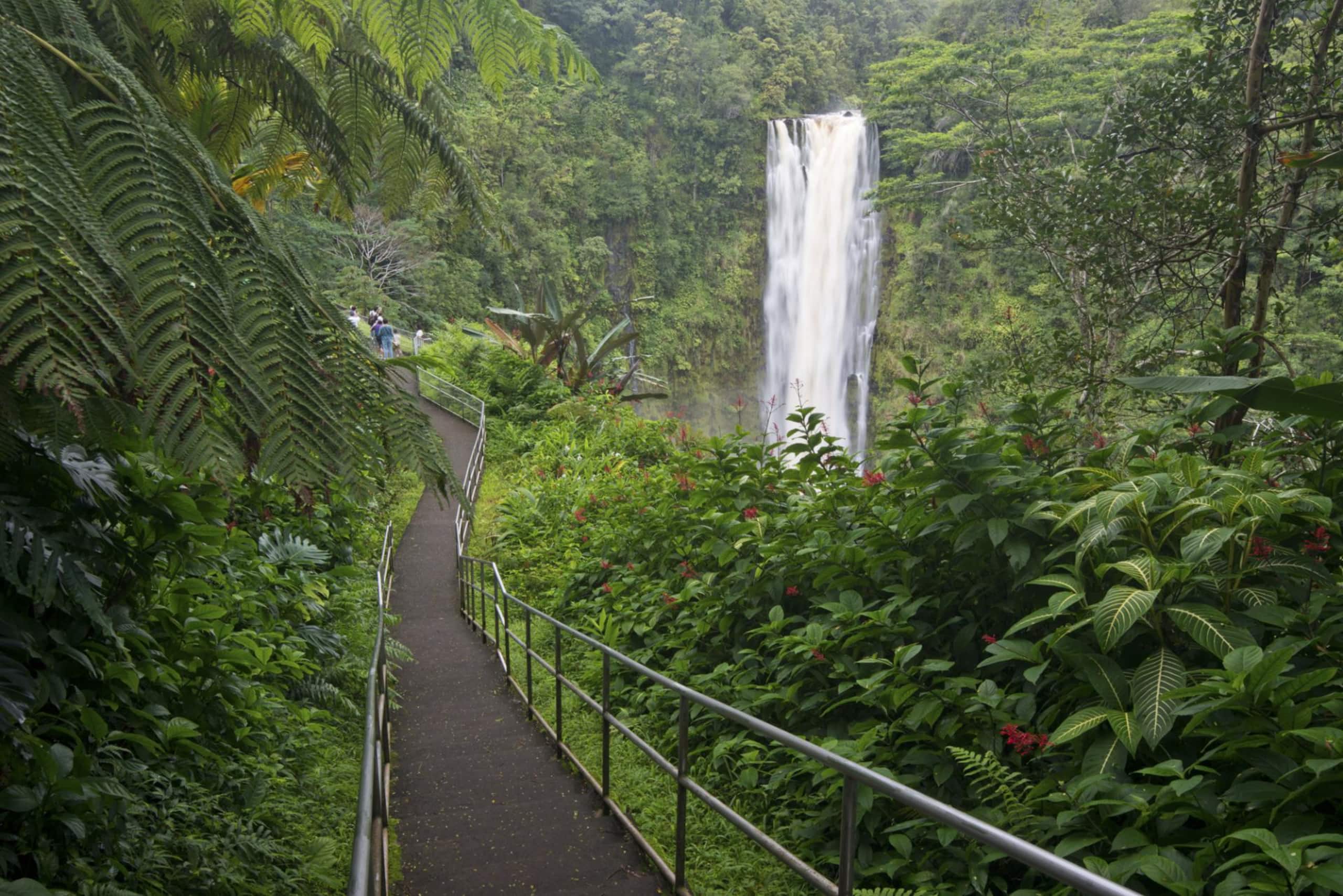 Tiny Tropical Tree House in Volcano Rain Forest, Hot Tub - Image 10