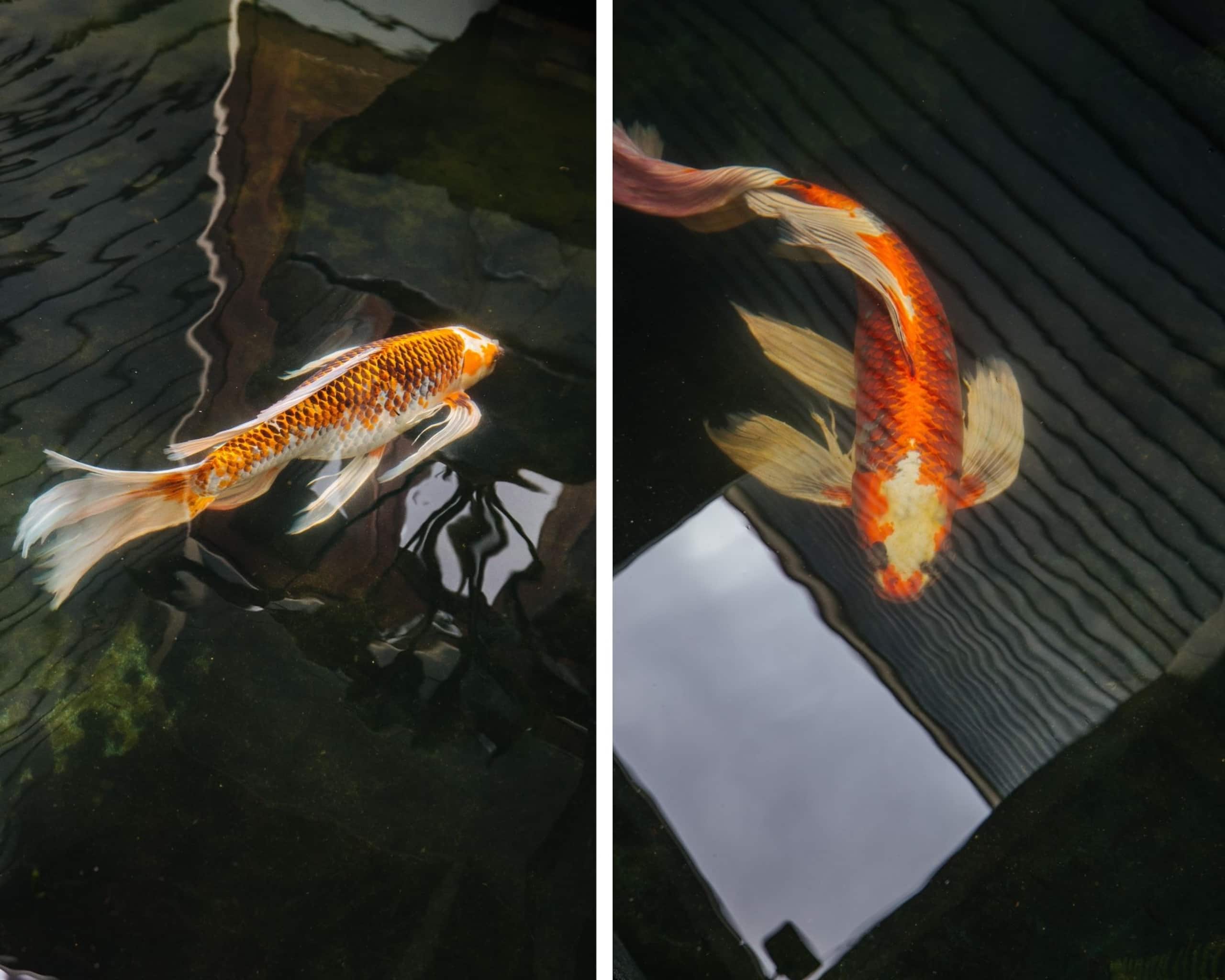 The Ohia (The Koi House with Pool) - Image 25