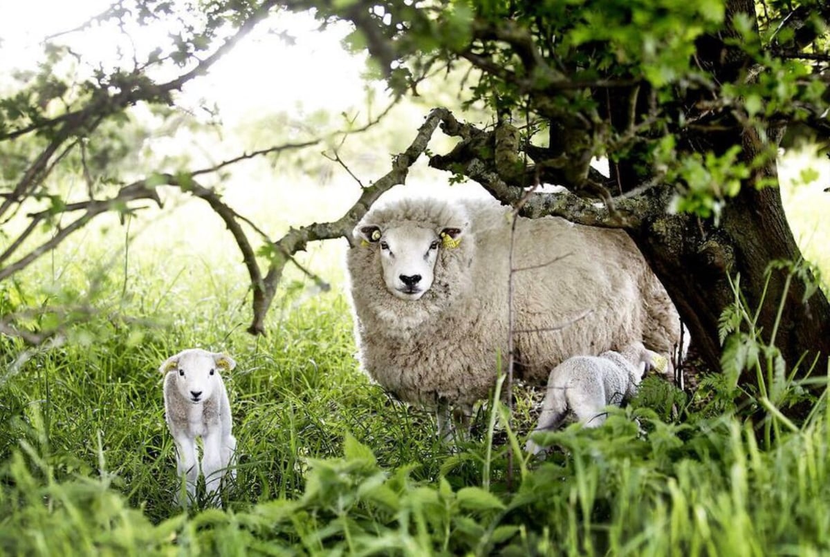 A serene outdoor scene is presented, featuring a sheep and two lambs nestled among tall green grass and under the shelter of leafy branches. Natural light filters through the foliage, creating a calm and tranquil environment.