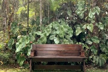 A rustic wooden bench rests in a lush garden, surrounded by vibrant green foliage. Large tropical plants and trees create a natural backdrop, emphasizing the serene outdoor setting. The bench invites moments of relaxation in this peaceful environment.