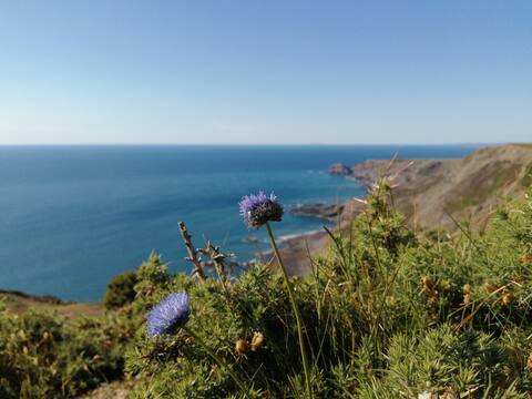 Kiberick Cottage-Crackington Haven-Private garden