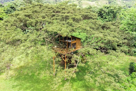 Treehouse in Útica, Sophia. Green Dose