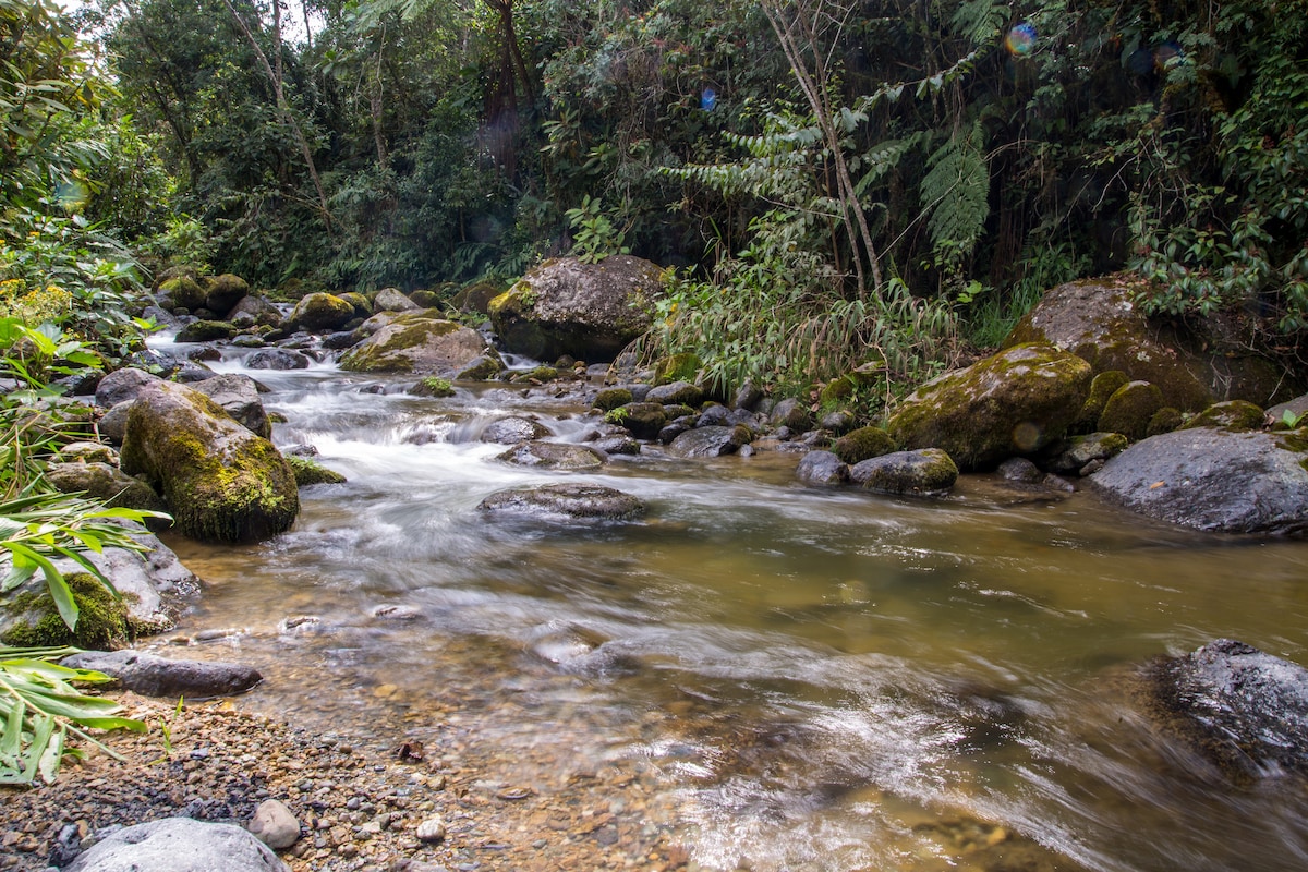 A gently flowing river winds through a lush forest setting. Smooth rocks, partially covered with moss, are visible along the riverbank, surrounded by various green foliage. Sunlight filters through the trees, creating a serene and calming atmosphere.