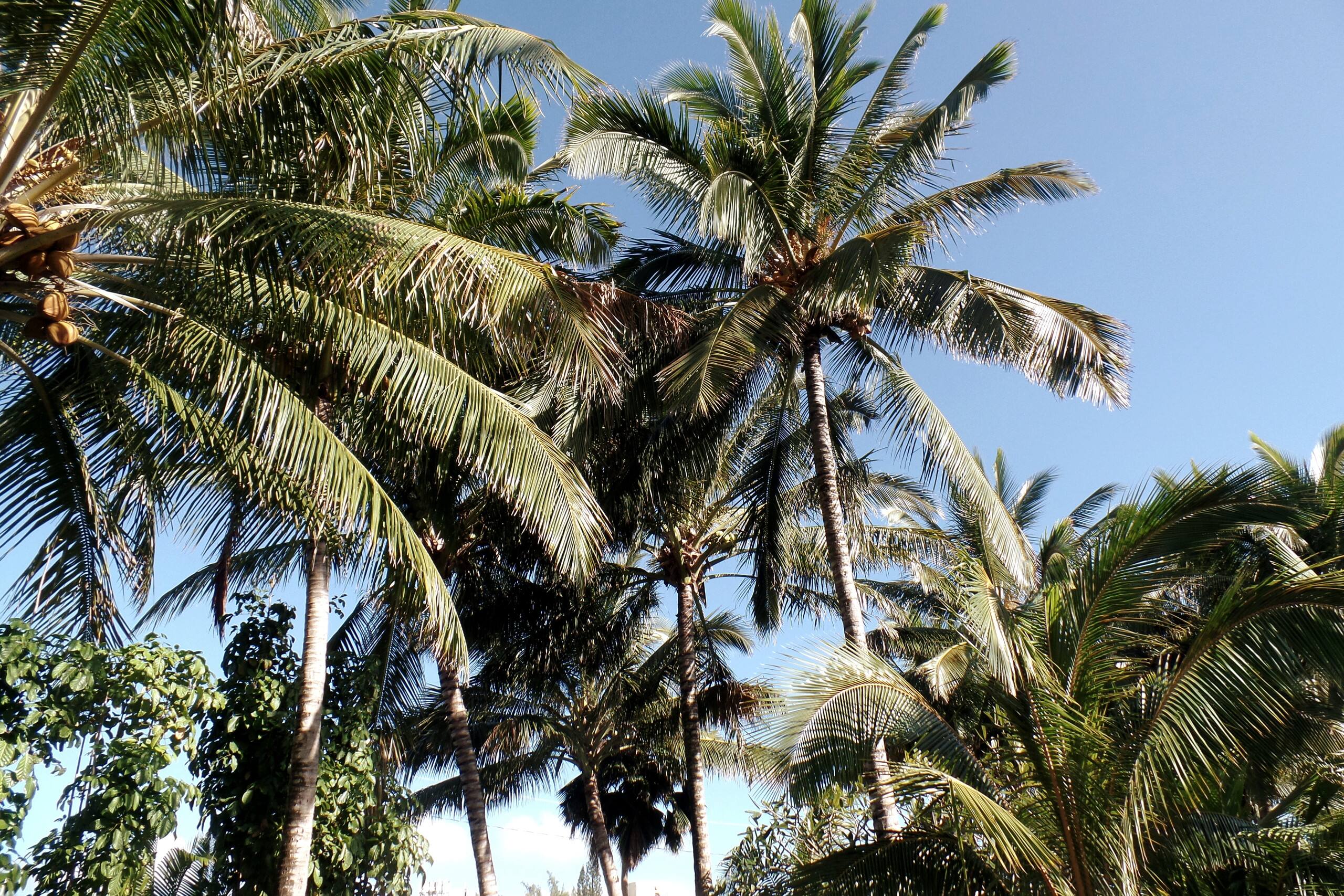 Distinctive 1 BR w/lanai 5 min to beach - Photo 31