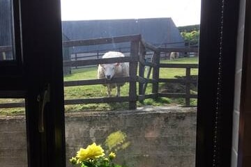 A view from a window presents a sheep in a fenced pasture, surrounded by green grass and farm buildings in the background. A potted flower is placed on the windowsill, adding a touch of color to the scene.