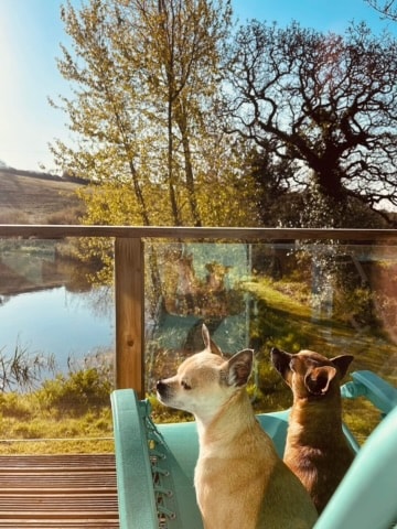 Two dogs sit comfortably on a turquoise chair, gazing peacefully towards a lake. Sunlight filters through trees in the background, highlighting the serene landscape. The area around the lake is lush and verdant, creating a tranquil atmosphere.