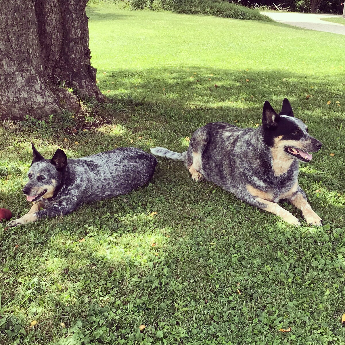 Two Australian cattle dogs are lounging peacefully on green grass beneath a tree. One dog is lying on its side, while the other is positioned nearby, both appearing relaxed and comfortable in the outdoor space.