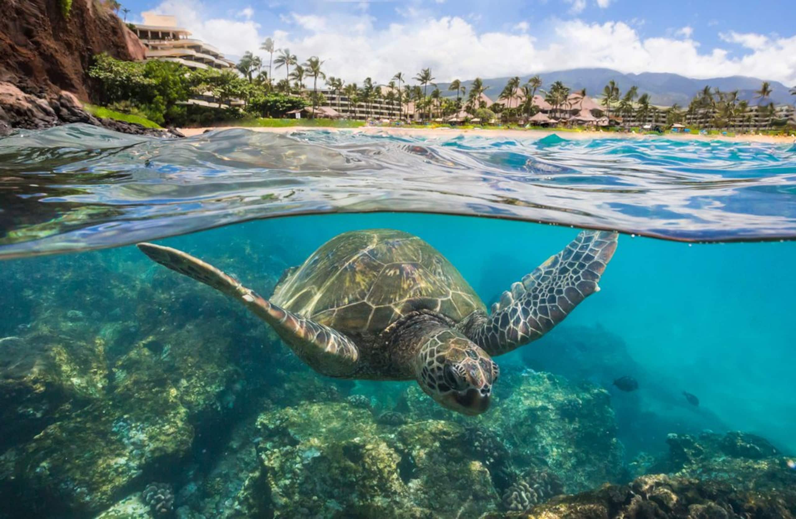 Noah’s Hideaway Maui, Luxury B&B, Kaanapali Beach! - Image 35