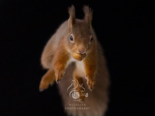 A red squirrel is captured mid-leap, holding an acorn in its mouth. Its fur appears soft and textured, with the background being dark, allowing the vibrant colors of the squirrel to stand out prominently.
