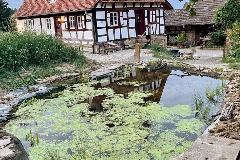 A natural pond surrounded by stones is visible in the foreground, with green algae covering the water's surface. The well-maintained Fachwerkhaus stands in the background, featuring a red-tiled roof and wooden beams. Lush greenery surrounds the area, creating a tranquil outdoor setting.