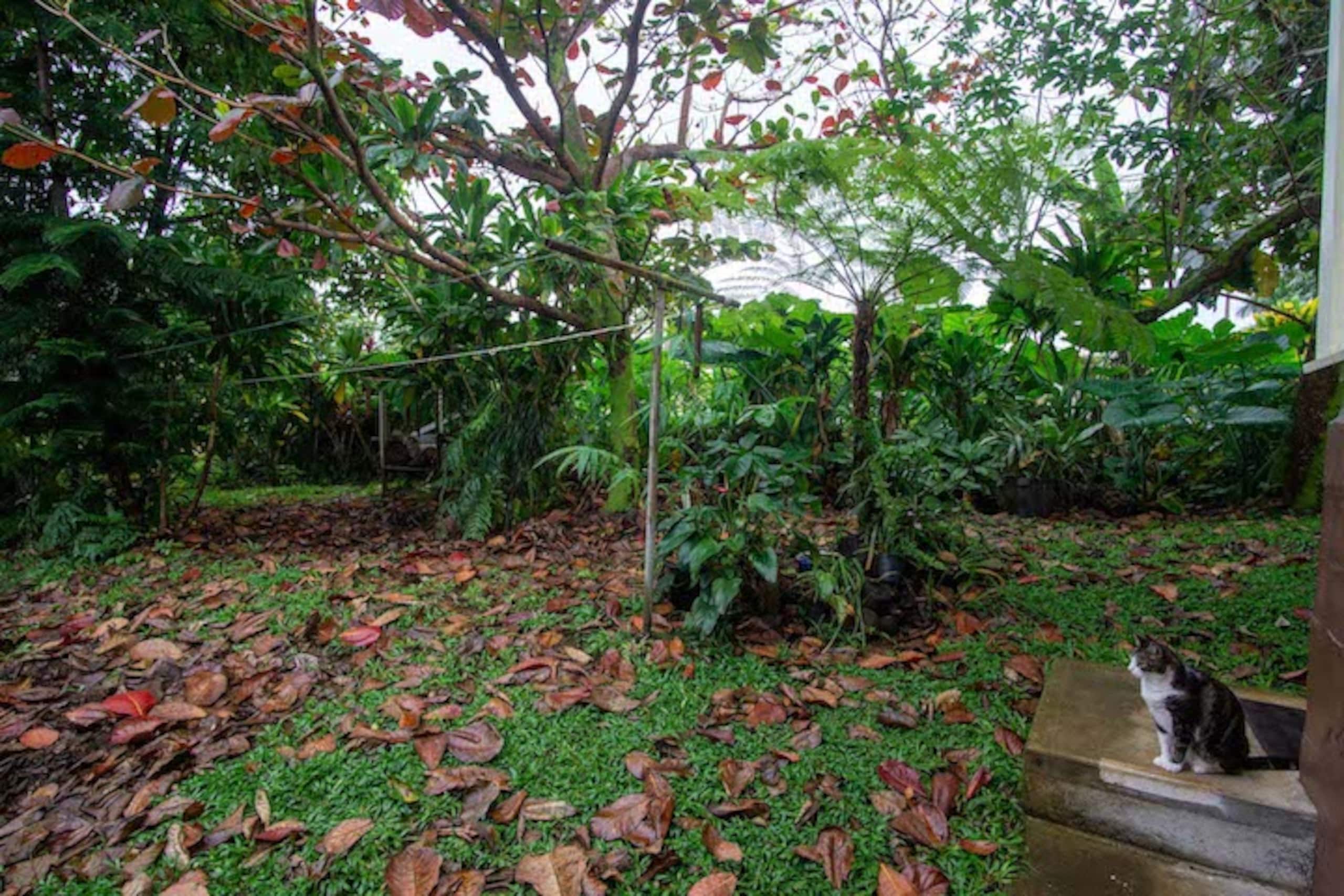 Hilo Downtown Retreat - Photo 12