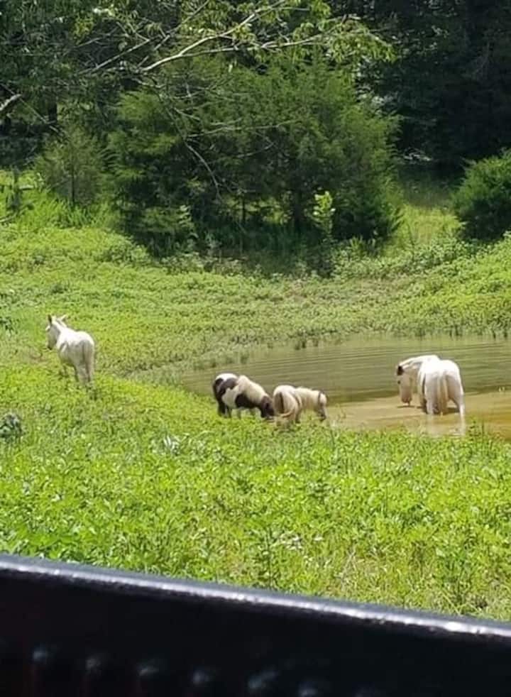 Pulaski Holiday Rentals & Homes Tennessee, United States Airbnb