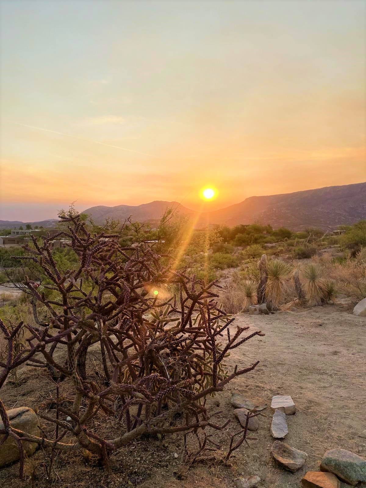 A serene sunset is captured behind distant mountains, casting a warm glow over the landscape. In the foreground, a textured desert plant with twisted branches stands amidst a sandy path, surrounded by native vegetation typical of the region.