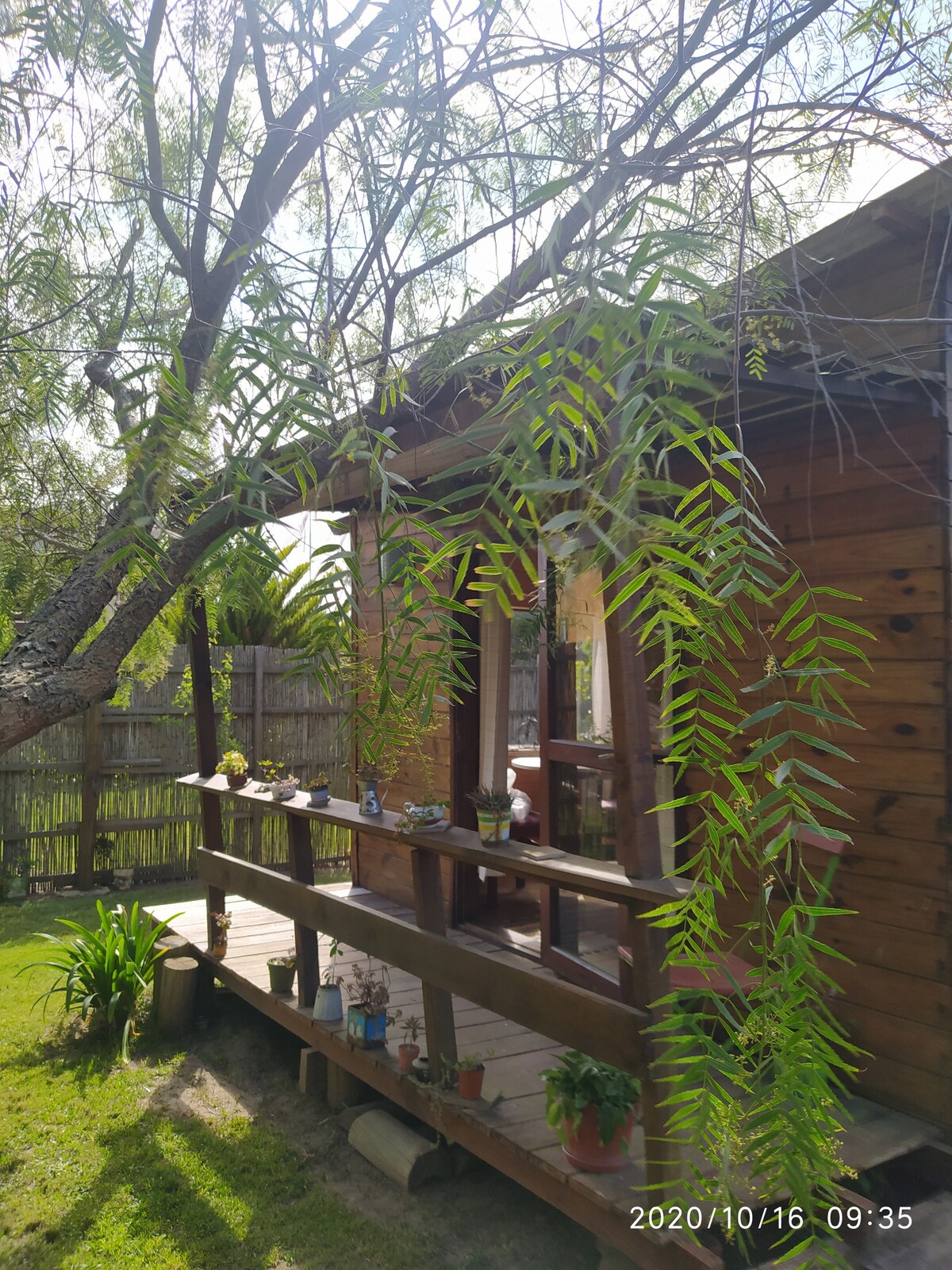 The wooden cabin is framed by lush greenery, with a porch featuring wooden railings and potted plants. Sunlight filters through the branches of a large tree, creating dappled shadows on the lawn. The cabin's windows enhance the connection to the surrounding natural environment.