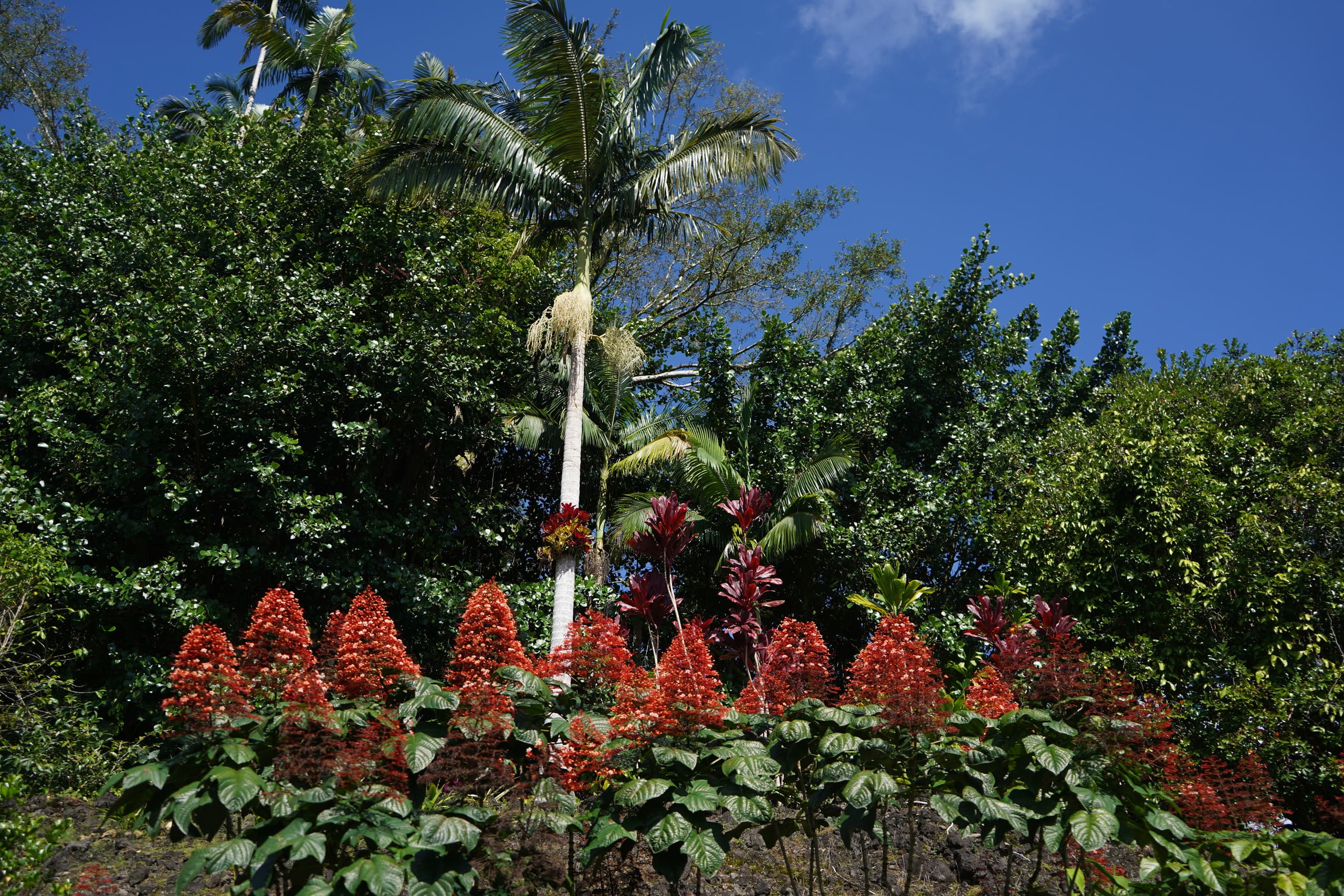 Guesthouse in Keaau · ★4.98 · 1 bedroom · 2 beds · 1 private bath - Image 22