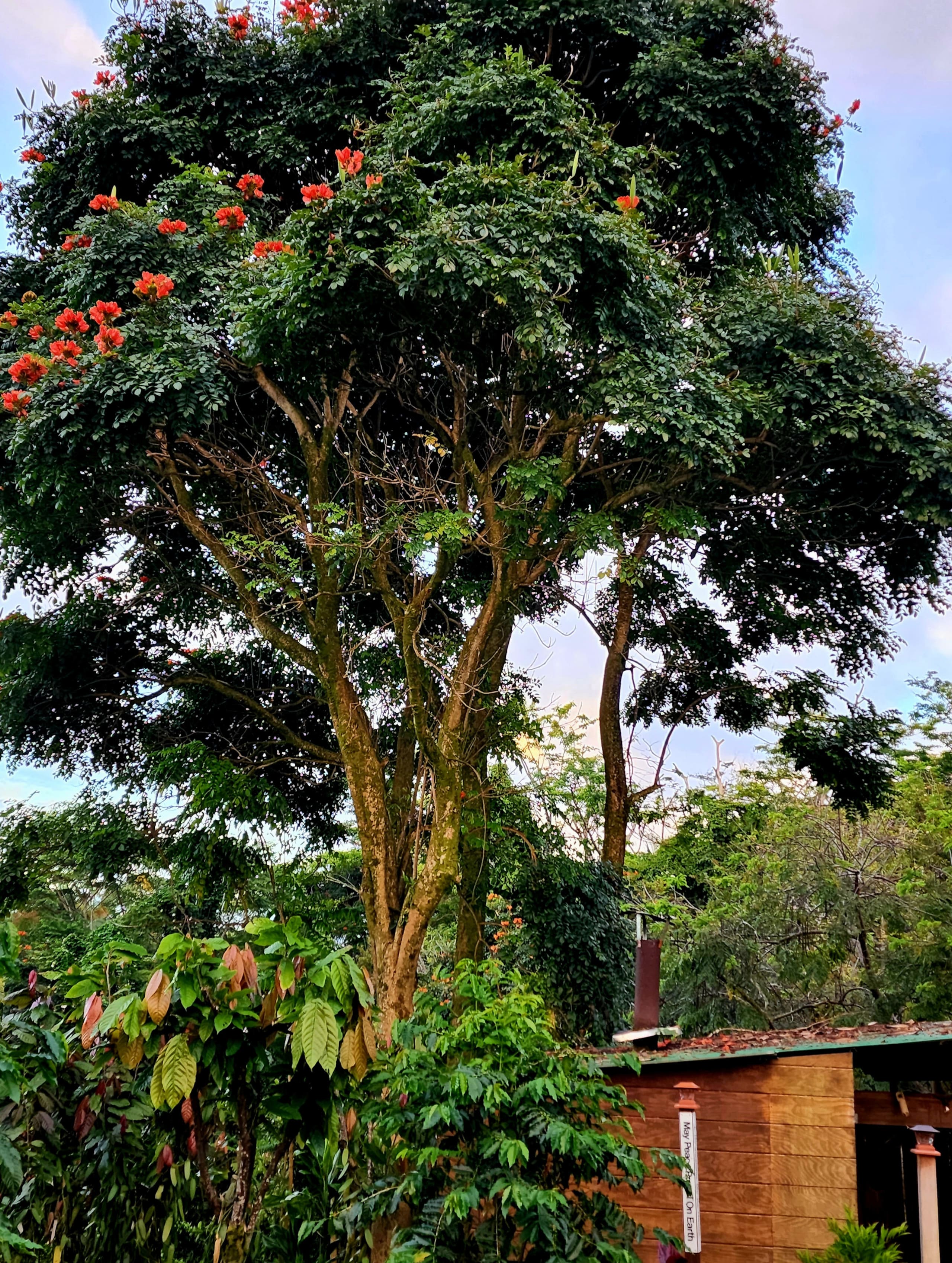 Zen Treehouse Private Retreat & Farm Stay - Image 26