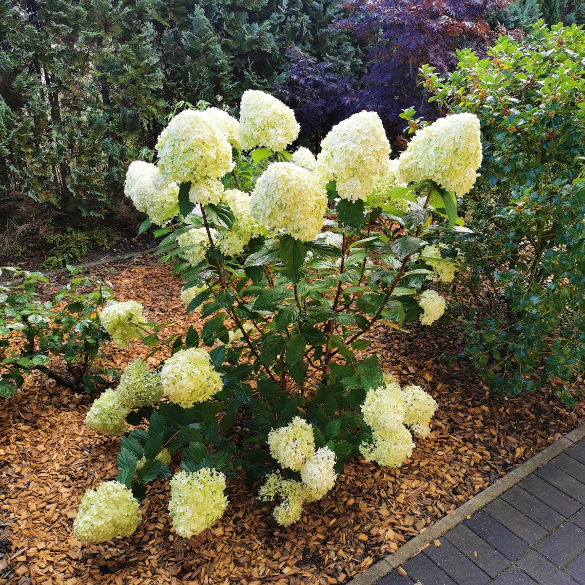 A lush flowering bush features large clusters of creamy white blossoms, surrounded by rich green foliage. The ground is covered with brown wood chips, and a variety of other plants can be seen in the background, creating a natural and serene garden environment.