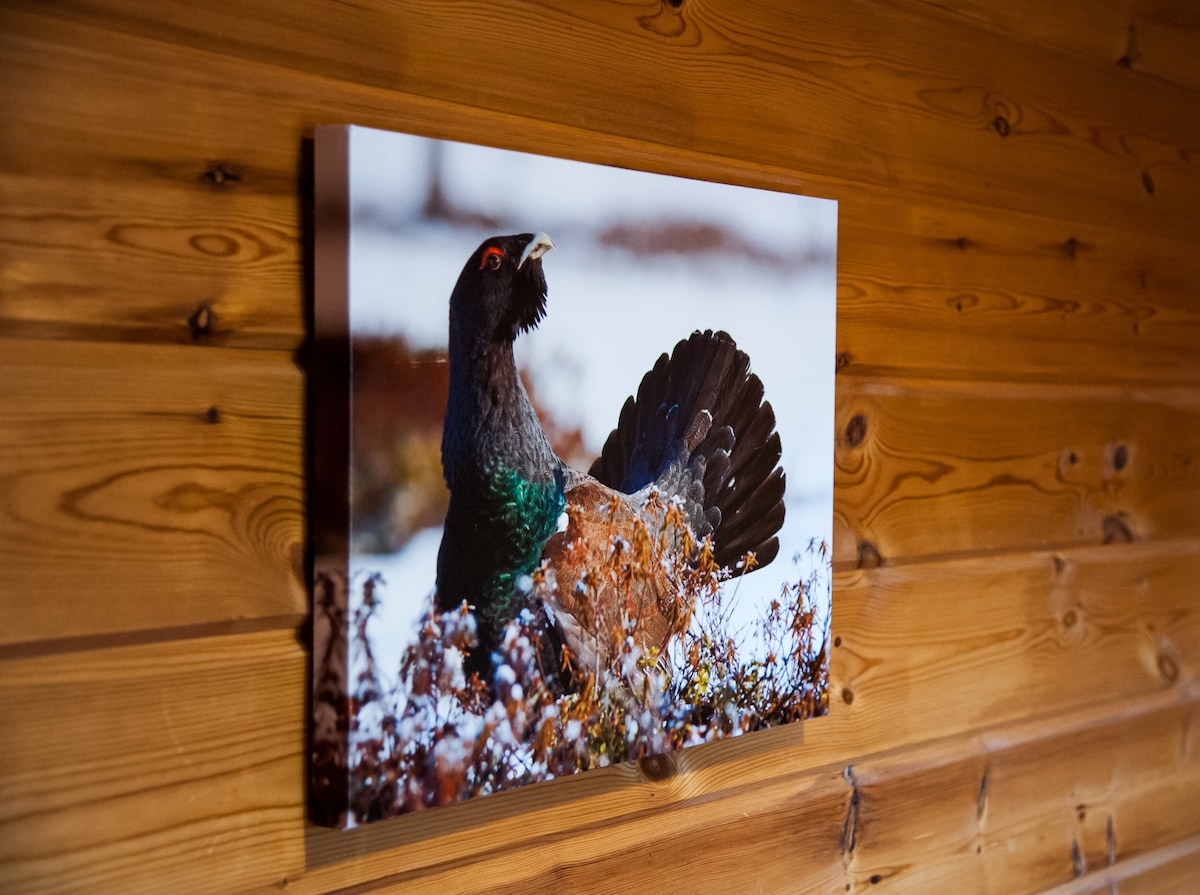 A framed photograph of a capercaillie is displayed on a wooden wall. The image captures the bird amidst a snowy landscape, with its vibrant colors contrasting against the white snow. Natural wood grains enhance the rustic atmosphere of the space.
