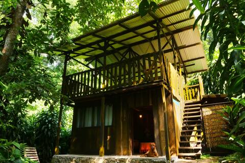 Cabin in the jungle
