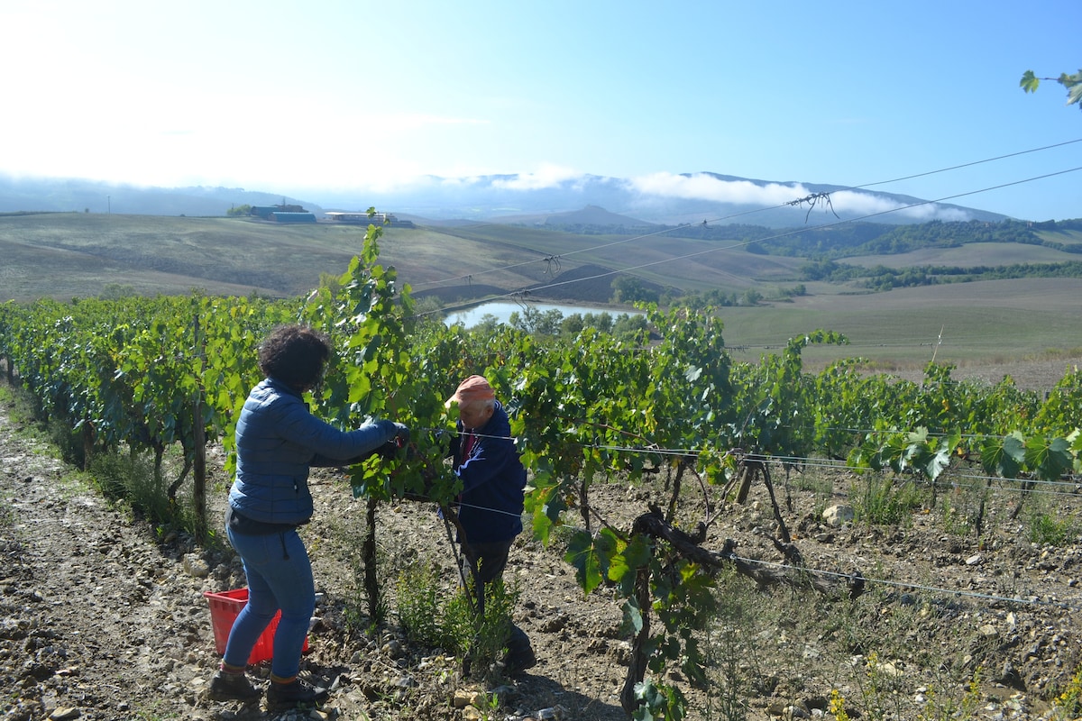 Two individuals are seen harvesting grapes in a vineyard, surrounded by rows of green vines. The landscape features rolling hills and a clear blue sky, with a distant view of mountains. A pond is visible in the background, contributing to the scenic agricultural setting.