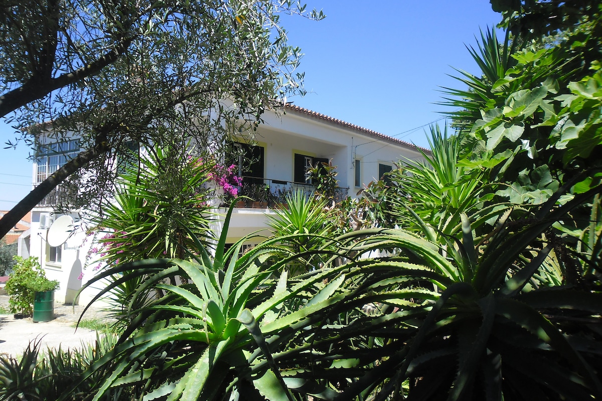 The exterior of the house is framed by lush green foliage, including various succulent plants. A balcony extends across the upper level, accessible from large windows. The clear blue sky provides a bright backdrop to this inviting residential space.
