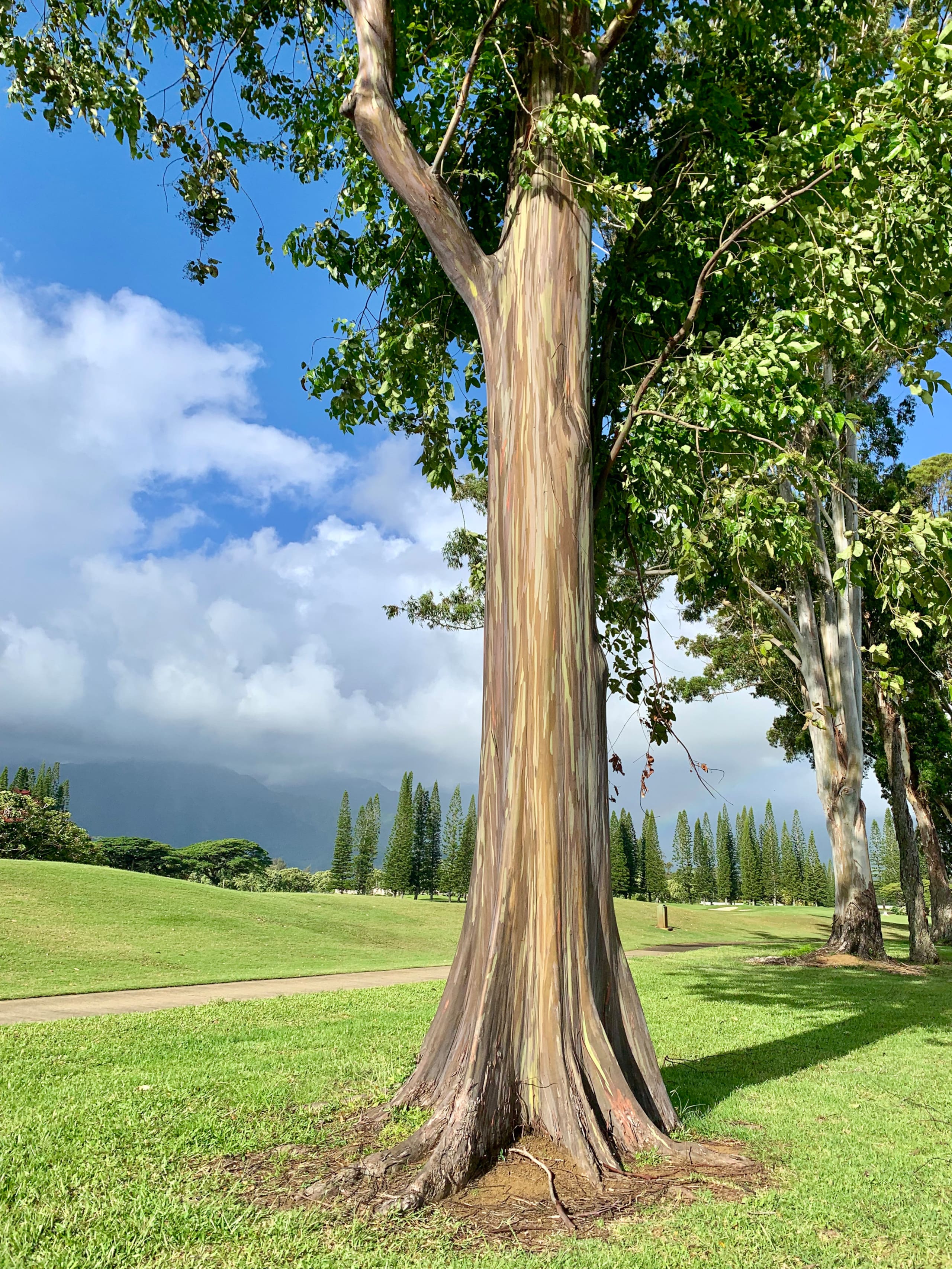 Condo in Princeville · ★5.0 · 3 bedrooms · 3 beds · 3 baths - Image 19