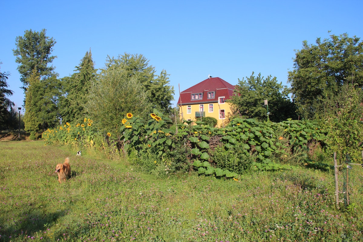 A yellow house with a red roof is framed by tall sunflowers and lush greenery. A grassy area in the foreground is complemented by a walking dog, while trees and shrubs create a natural border around the property, under a clear blue sky.