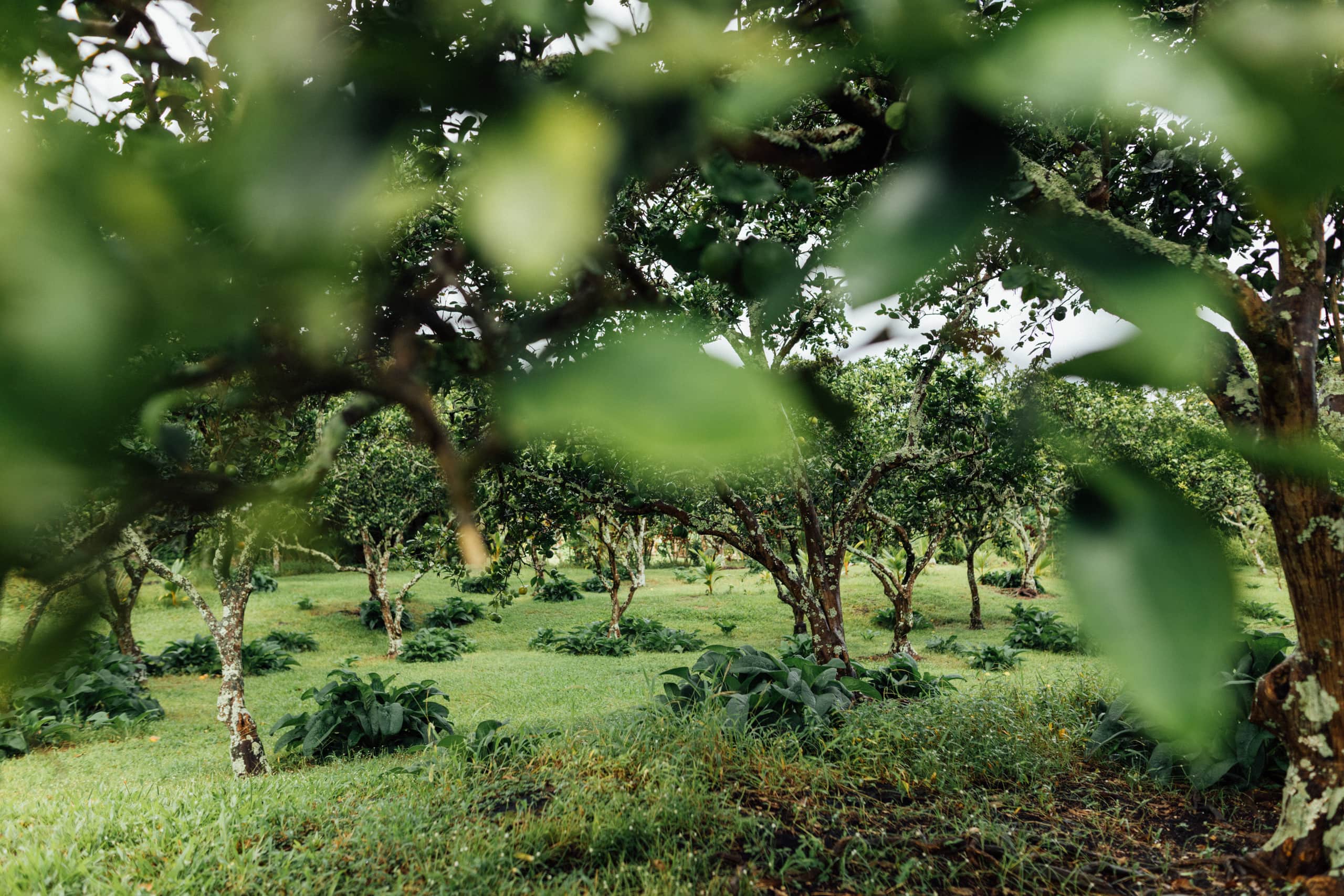 The Farm Cottage -At Olamana Organics - Photo 27
