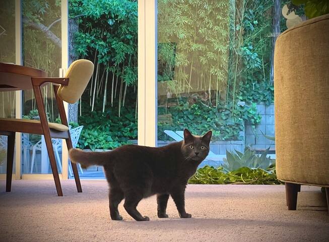 California Vibe – Mid Century Modern Home gallery image 3