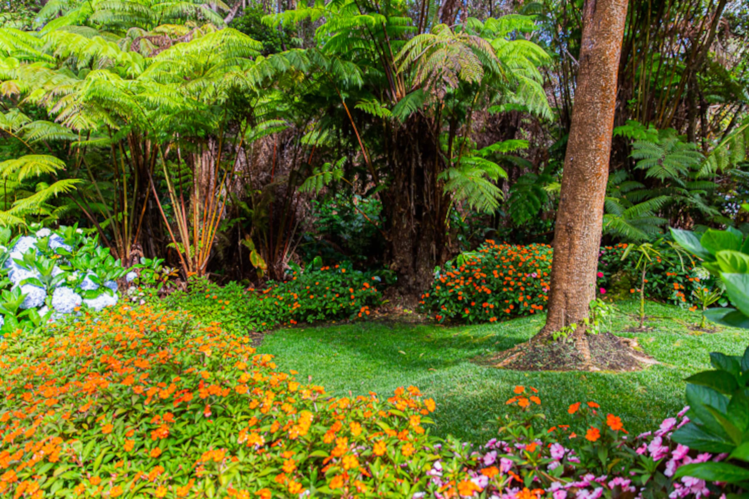 Guesthouse in Volcano · ★4.99 · 1 bedroom · 1 bed · 1 bath - Image 27