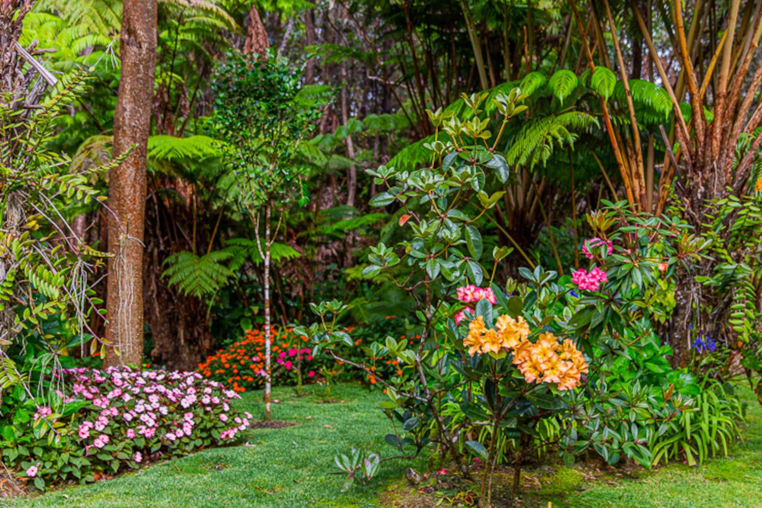 Guesthouse in Volcano · ★4.99 · 1 bedroom · 1 bed · 1 bath - Image 28