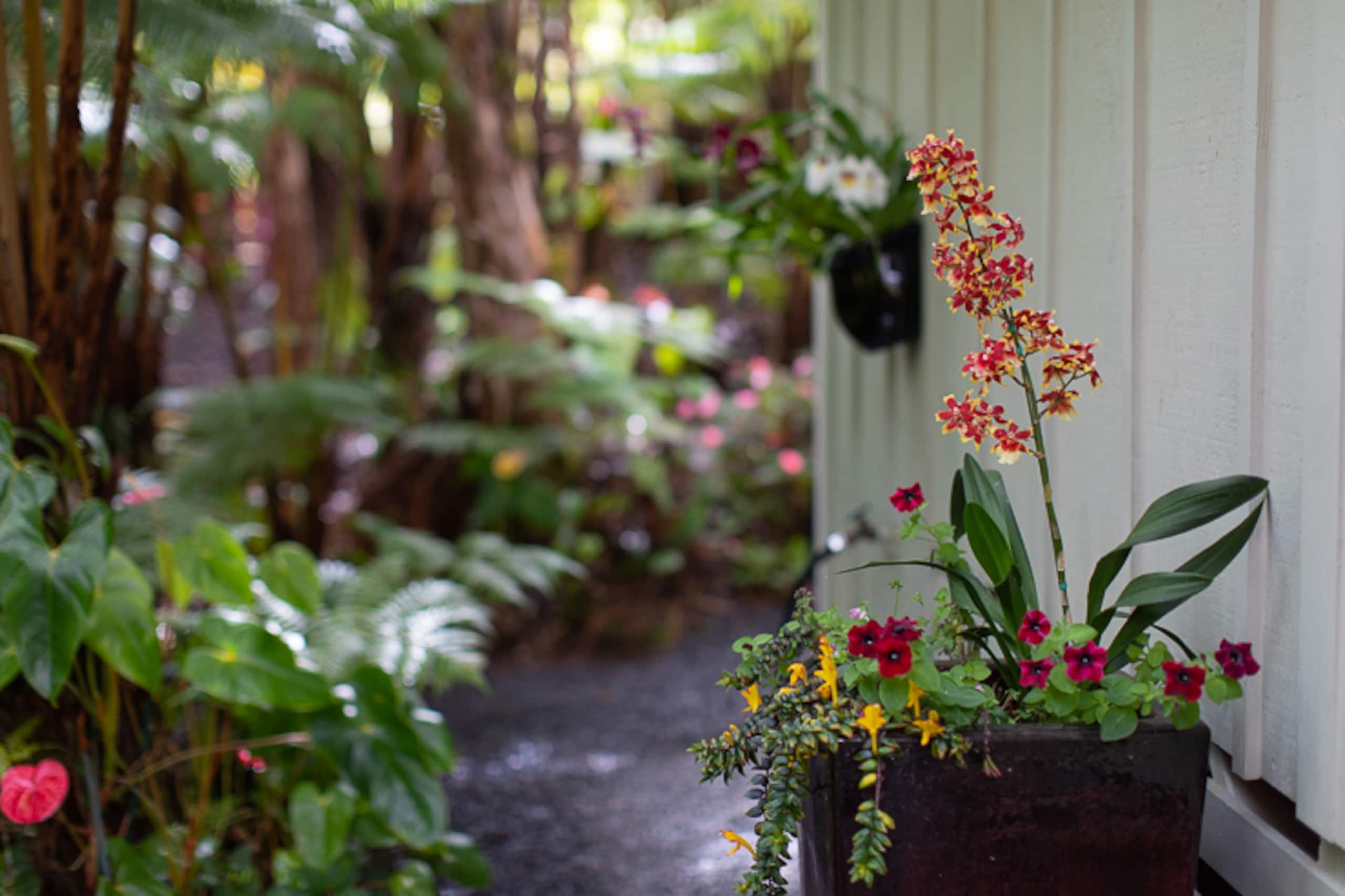 Guesthouse in Volcano · ★4.99 · 1 bedroom · 1 bed · 1 bath - Image 20