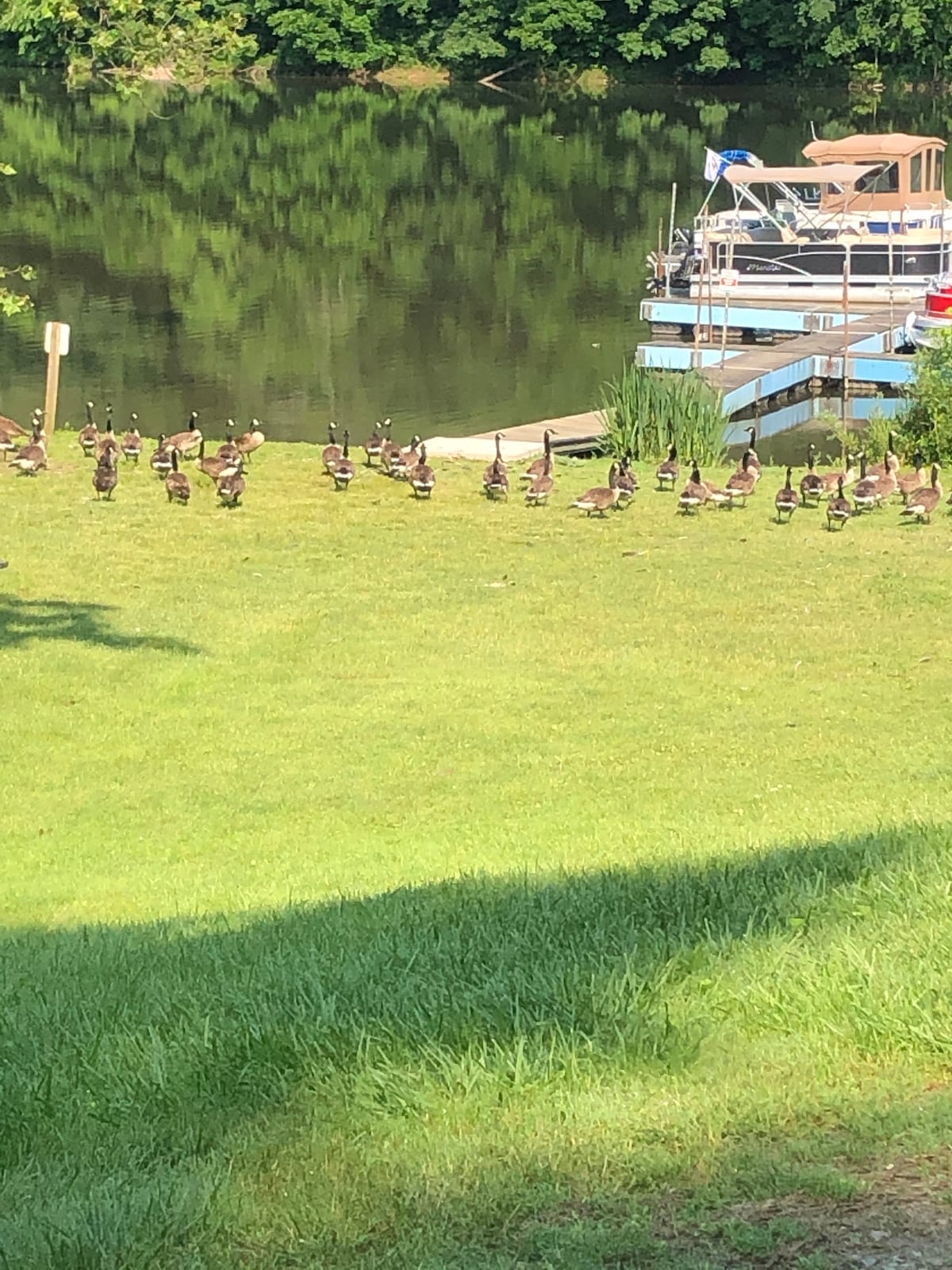 Una familia de gansos paseando 